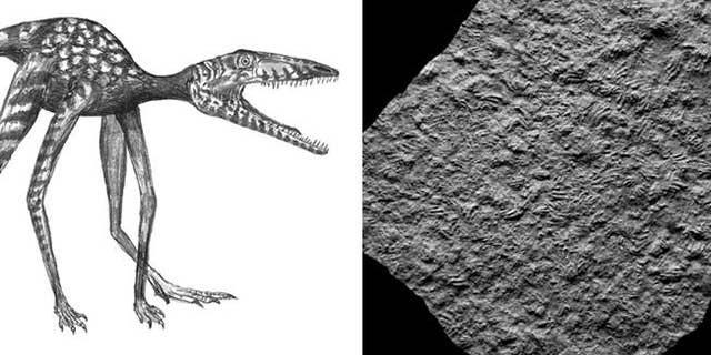 Researchers discovered numerous footprints of the dinosaur Prorotodactylus from the Early Triassic (250 million years ago) of Poland, and now considered the oldest dino prints.