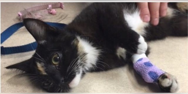The kitten survived after the alleged abuse.