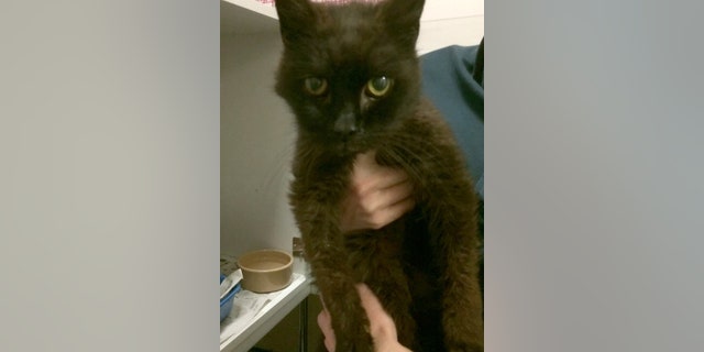 The feline was gone for 15 years.