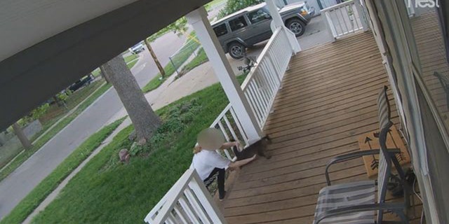 Image from security video showing a catnapper trying to swipe Mo, an 8-year-old tiger-striped tabby in Lincoln, Neb., last week.