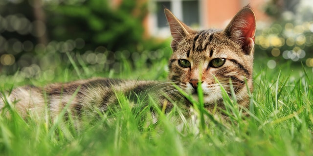 If passed, a Maine bill introduced Monday would apply the state's animal trespass laws to outdoor cats.