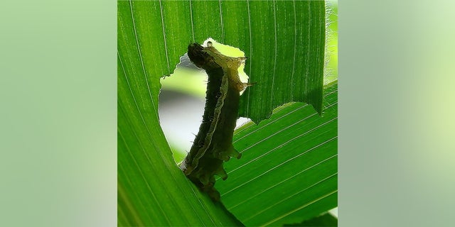 A caterpillar eating a corn leaf.