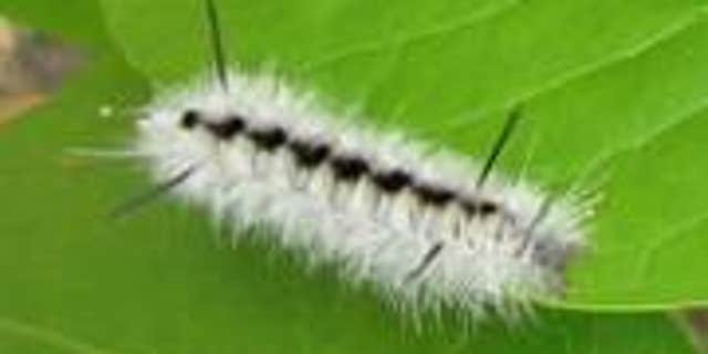 File photo - hickory tussock moth caterpillar (Maine Forest Service).
