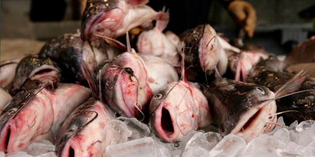 Catfish on are displayed for sale during early morning preparations in Washington.