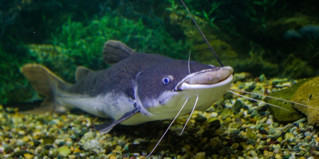 sheatfish lies on the bottom of the aquarium a good pet