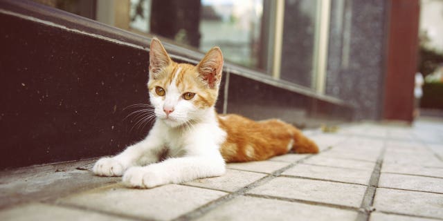 A man in China rounded up hundreds of stray and domesticated cats to sell to restaurants.