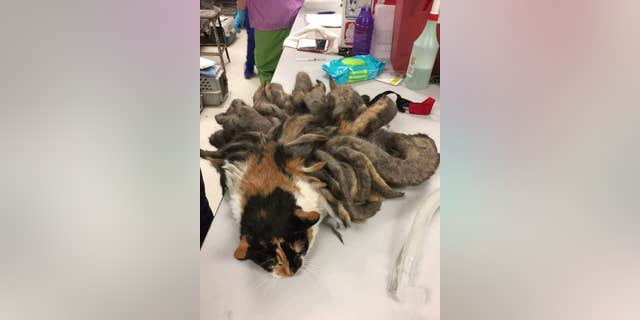 Hidey was found with severely matted fur.