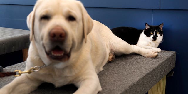 cat named dog 1 ap