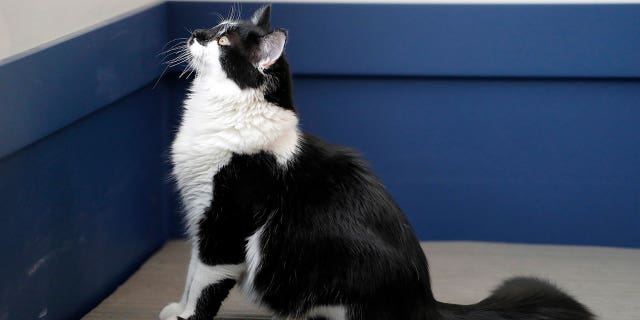 cat named dog 2 ap