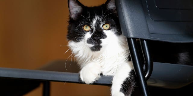 cat named dog 3 ap
