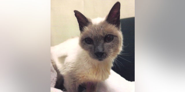 This undated image provided by the Guinness World Records shows Scooter owned by Gail Floyd. The Siamese cat born during the Reagan administration has been named by Guinness World Records as the worlds oldest. Guinness said Scooter celebrated his 30th birthday on March 26, 2016. (Gail Floyd/Guinness World Records via AP)