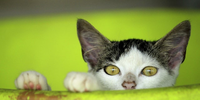 File photo - A rescued cat is pictured at the Animal Rescue Asis in San Rafael de Heredia May 21, 2015. (REUTERS/Juan Carlos Ulate)