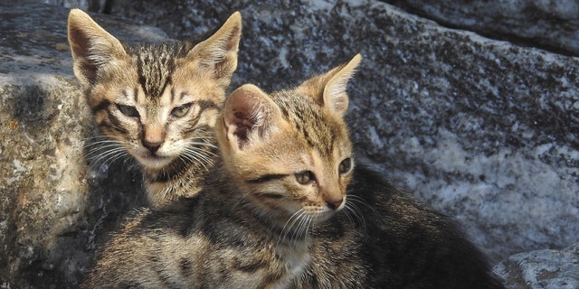 Cats have lived alongside humans for thousands of years.