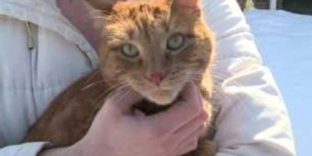 Cat survives after being shot 19 times with a BB gun.