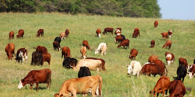 cow herd