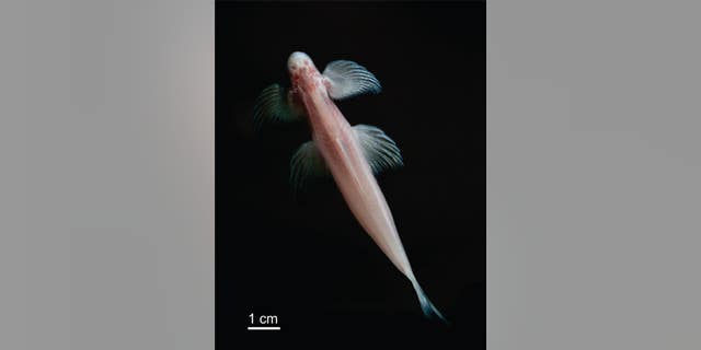 Cryptotora thamicola (NJIT).
