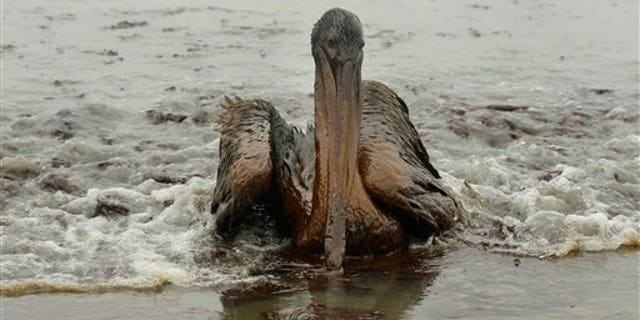 A Brown Pelican is seen on the beach at East Grand Terre Island along the Louisiana coast after being drenched in oil from the Deepwater Horizon oil spill Thursday, June 3, 2010. The Environmental Protection Agency has not yet fined BP for the Gulf oil spill _ details of possible penalties will be worked out later.