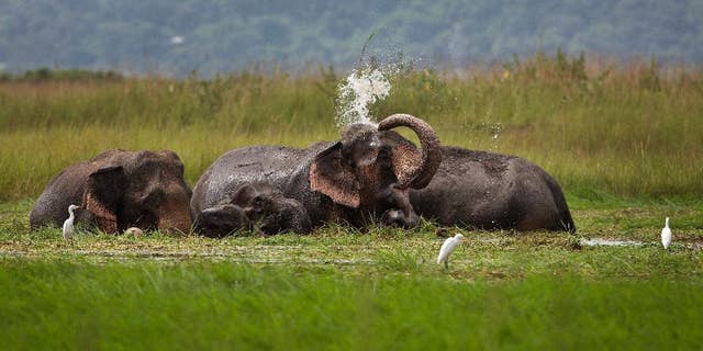 FILE- In this Sept. 15, 2015, file photo, a wild elephant from a nearby hill of India's northeastern Meghalaya state, sprays water on itself as it stands and eats grass in the wetlands of Telalia, on the outskirts of Gauhati, India. An Indian Cabinet minister says her colleagues in the Environment Ministry are failing to protect the country's wildlife by allowing states to cull populations of monkeys, elephants, wild boars and antelopes. (AP Photo/Anupam Nath, File)