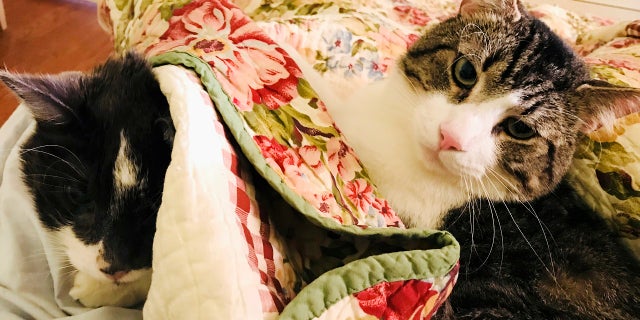 This November 2017 photo provided by Betsy Boyd shows Stanley, left, recovering in Baltimore following his $19,000 kidney transplant alongside his kidney donor, Jay. Both cats are thriving post-surgery. (Betsy Boyd via AP)