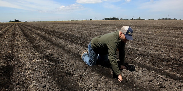 In this photo taken Monday, May 18, 2015, Gino Celli checks the moisture of land just planted with corn seed on land he farms near Stockton, Calif. Celli farms 1,500 acres of land and manages another 7,000 acres, has senior water rights and draws his irrigation water from the Sacramento-San Joaquin River Delta. Farmers in the Sacramento-San Joaquin River Delta who have California's oldest water rights are proposing to voluntarily cut their use by 25 percent to avoid the possibility of even harsher restrictions by the state later this summer as the record drought continues. (AP Photo/Rich Pedroncelli)