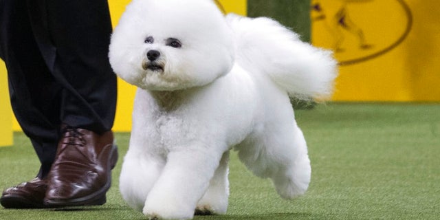 Bill McFadden shows Flynn, a bichon frise, in the ring during the non-sporting group during the 142nd Westminster Kennel Club Dog Show, Monday, Feb. 12, 2018, at Madison Square Garden in New York. Flynn won best in the non-sporting group.