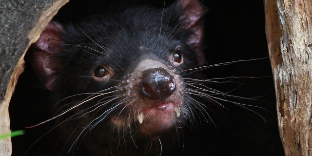 A Tasmanian Devil looks out at its new enclosure at Wild Life Zoo in central Sydney December 21, 2012.