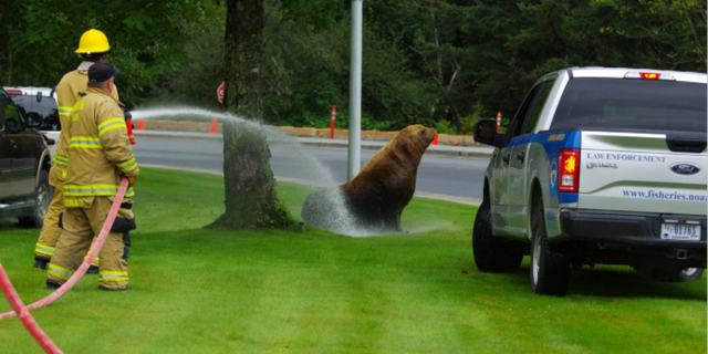 The sea lion's presence so far inland was "unusual," and that he appeared to be "scared and confused," Julie Speegle, of the National Oceanic and Atmospheric Administration, said