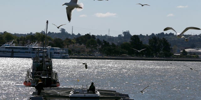 VALLEJO, CA - APRIL 22: Workers with the Fishery Foundation of California move a barge filled with thousands of fingerling Chinook salmon that will be released into the Mare Island Strait on April 22, 2014 in Vallejo, California. As California continues to suffer through its worse drought in history, low water levels on the state's rivers have forced wildlife officials to truck an estimated 30 million young Chinook salmon hundreds of miles toward the Pacific Ocean in tanker trucks lto assist the fish with migration. (Photo by Justin Sullivan/Getty Images)