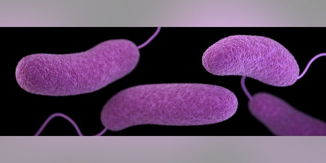 A Florida resident in Escambia County has contracted vibrio vulnificus, the second known case of the infection in the county this year.