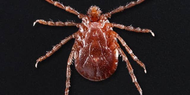 This photograph depicts a ventral view, i.e., underside, of an adult female Haemaphysalis longicornis tick, commonly known as the longhorned tick. (CDC/James Gathany)