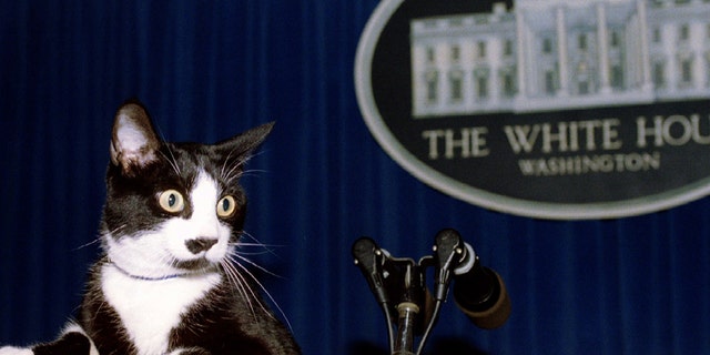 White House first cat Socks hangs his paws over the edge of the podium in the media Briefing Room, March 1994.