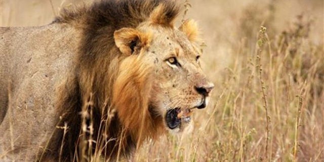 The death of a lion named Cecil sparked international outrage.