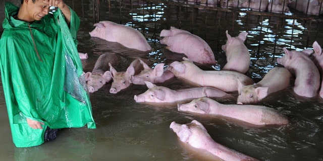 July 4: An employee looks at pigs, which cannot be moved away from a flooded farm due to an environmental protection and epidemic prevention measure, before he leaves for a safer place in Liu'an, Anhui Province