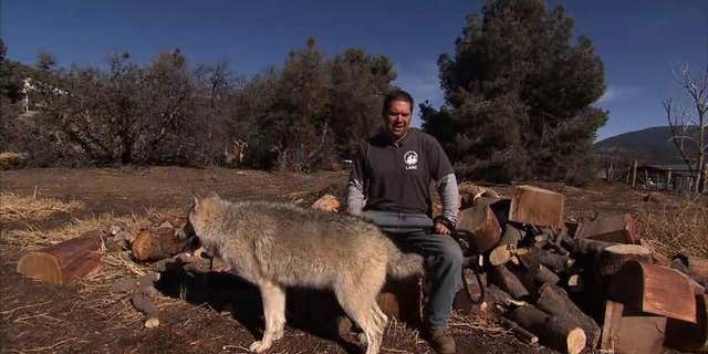 Wolves help military veterans suffering from post-traumatic stress disorder. (Sky News)