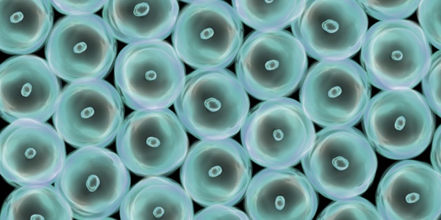 Abstract illustration of cells in mitosis and multiplication of cells for beauty and biology concept