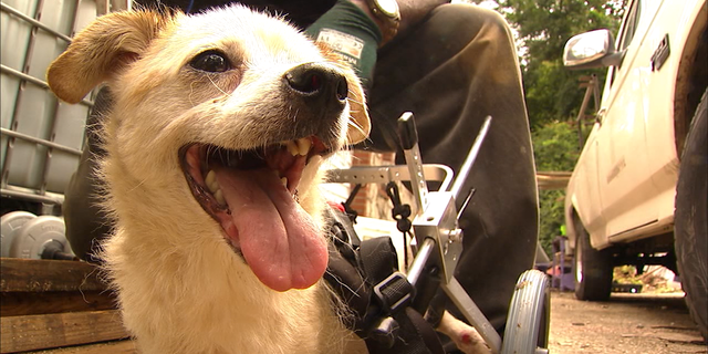 Cesar was outfitted with a new wheelchair thanks to donations from the Lifeline Animal Project Pets for Life Program.