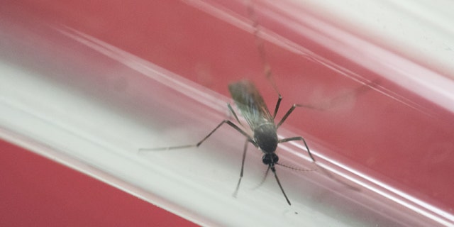 FILE - In this May 23, 2016, file photo, an Aedes aegypti mosquito sits inside a glass tube at the Fiocruz institute where they have been screening for mosquitos naturally infected with the Zika virus in Rio de Janeiro, Brazil. In Puerto Rico fear over Zika is stunting the growth of tourism, the only industry that was starting to flourish as the island teeters on financial collapse amid a decade-long economic crisis.(AP Photo/Felipe Dana, File)