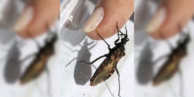 A Panstrongylus megistus insect crawls on a finger in the Argentine province of Corrientes in this picture taken September 16, 2008. This bug, commonly known as Vinchuca in many rural areas spreads Chagas, a disease that originated in Latin America, is endemic to Argentina and has killed some 50,000 people worldwide. REUTERS/German Pomar (ARGENTINA)