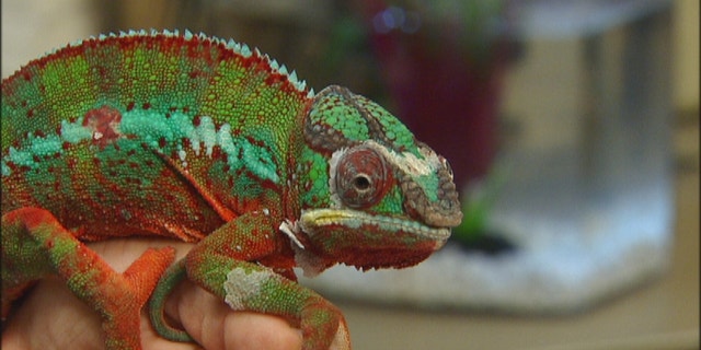 Reptiles like this chameleon are slow moving and interesting to look at which Dr. Hess says is great for kids with autism