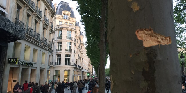 Bullets pierced the trees.