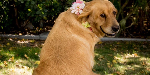 Chanel, a 5-year-old golden retriever, was featured in a maternity photoshoot.