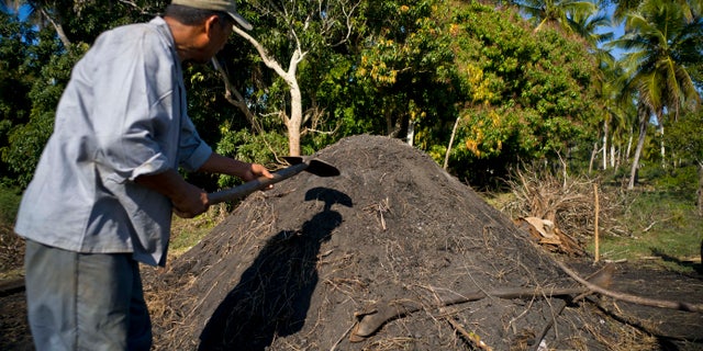 A man prepares artisanal charcoal at a farm on the outskirts of Havana, Cuba, Thursday, Jan. 5, 2017.