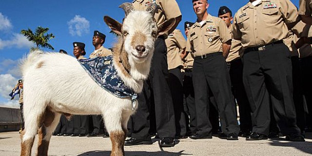 Aug. 6, 2013: Charlie the goat is shown standing by chief petty officer (CPO) selectees at Joint Base Pearl Harbor-Hickam.
