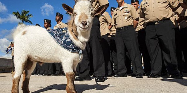 Aug. 6, 2013: Charlie the goat is shown standing by chief petty officer (CPO) selectees at Joint Base Pearl Harbor-Hickam.