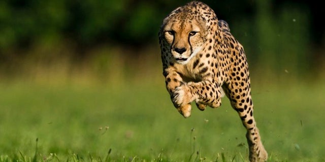 June 20, 2012: An 11-year-old cheetah named Sarah broke a world record by running 100 meters in 5.95 seconds.