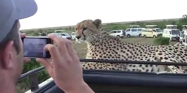 The group can be heard screaming as the cat turns away and ultimately jumps down from the truck.