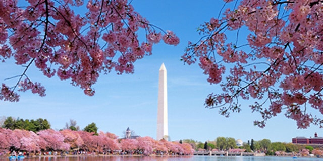 Washington DC cherry blossom with lake and Washington Monument.