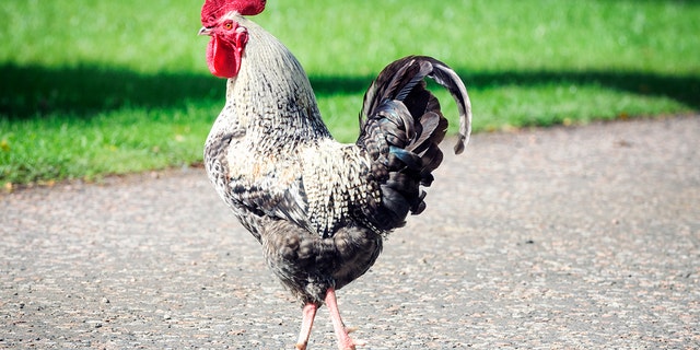 The Legislature of the Granite State is considering a bill that would make trespassing fowl a violation, not for the chicken, but for its owners.