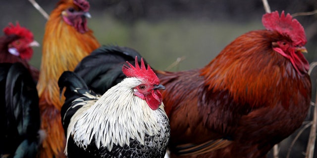Chickens roam freely at the road side in Bungay, England near to the Bernard Matthews turkey farm in Holton, England, Tuesday Feb. 6, 2007. An outbreak of bird flu on a British farm owned by Europe's biggest turkey producer poses a "negligible" risk to the public or the poultry industry, a government minister said Monday, as veterinary workers completed a cull of almost 160,000 birds. All 159,000 turkeys at the vast commercial farm in Holton, about 130 miles (210 kilometers) northeast of London, were ordered slaughtered after 2,500 birds died of the H5N1 strain of bird flu. (AP Photo/Kirsty Wigglesworth)