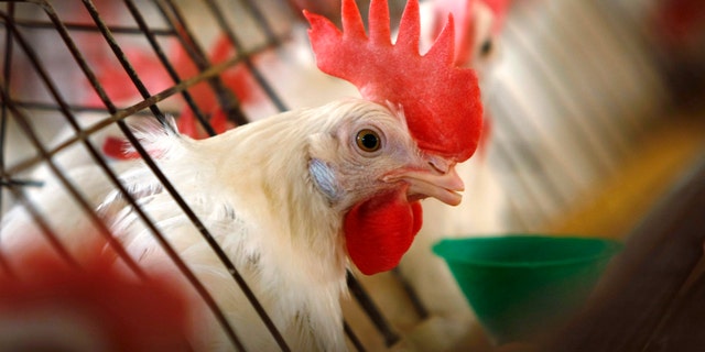 A caged hen feeds at an egg farm. (REUTERS/Mike Blake)